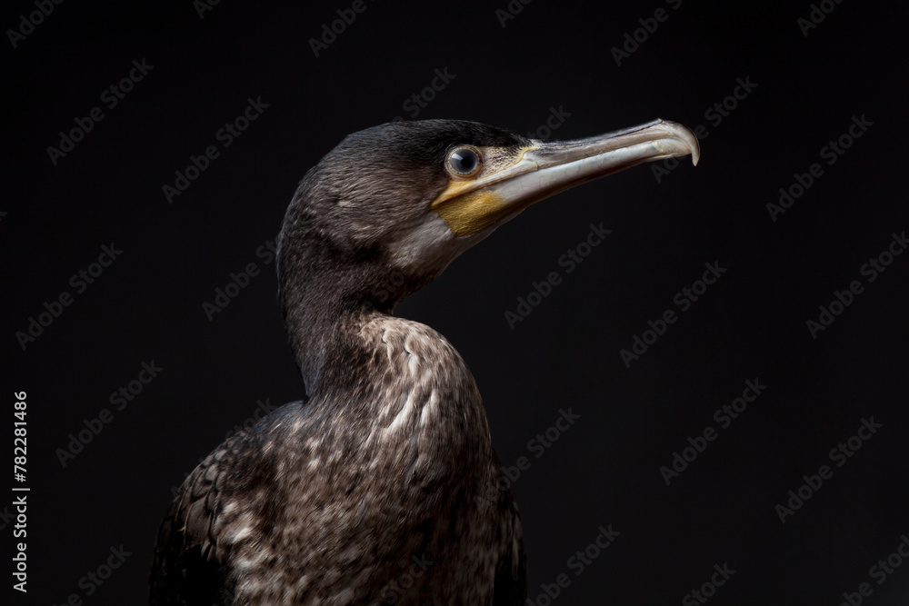 Fototapeta premium Cormorant or greater shag studio portraits