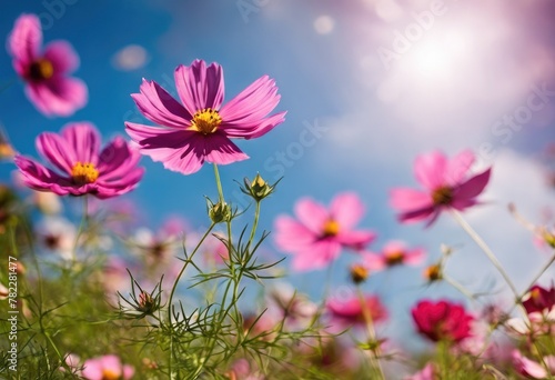 Vibrant cosmos flowers on sunny day