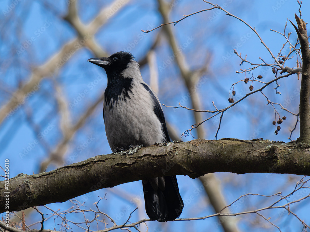 Fototapeta premium gray raven sitting on a tree branch