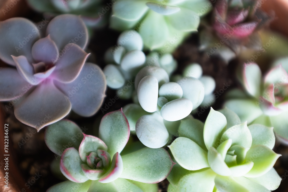Succulent rosettes, selective focus. Composition of colorful echeveria plants for a poster, calendar, post, screensaver, wallpaper, postcard, banner, cover, website. High quality photo Succulent rosettes, selective focus. Composition of colorful echeveria plants for a poster, calendar, post, screensaver, wallpaper, postcard, banner, cover, website. High quality photo