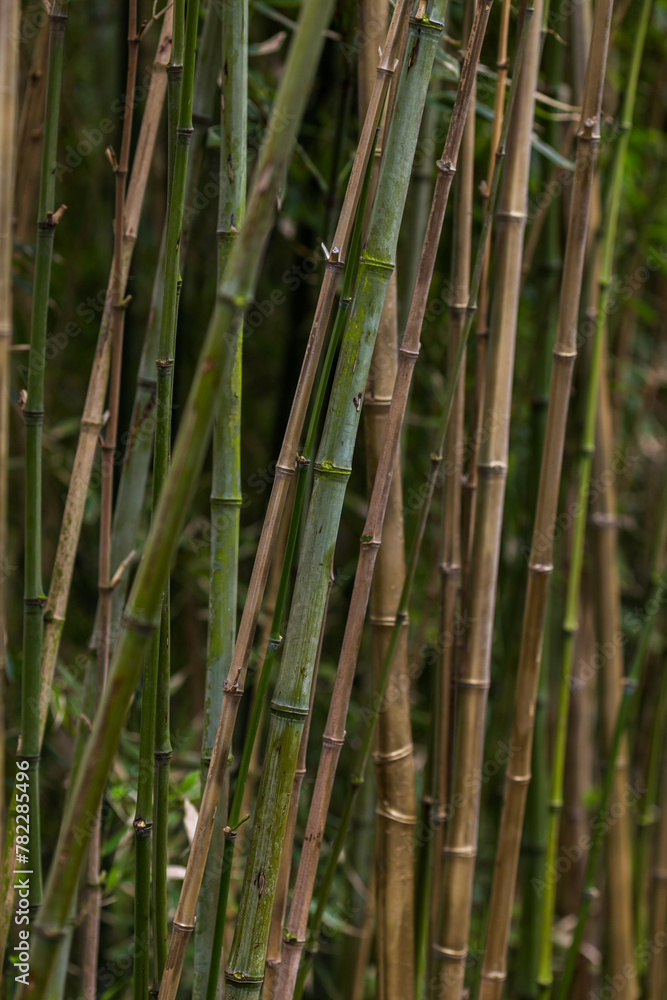 bamboo forest in the morning