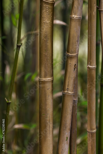 bamboo forest in the morning