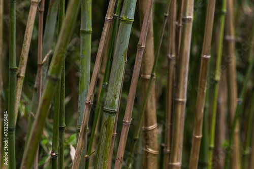 bamboo forest background