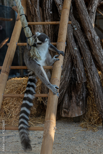 Animals in zoo 