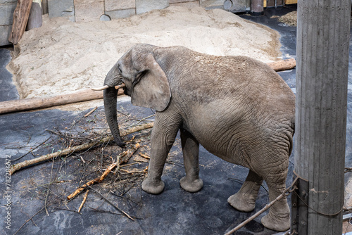 Canvas Print Animals in zoo