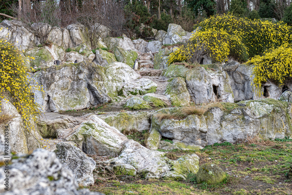 Rock with penguins