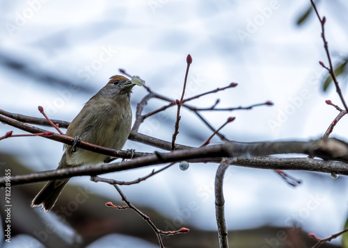 Photography Blackcap (Sylvia atricapilla) - Found throughout Europe, western Asia & parts of