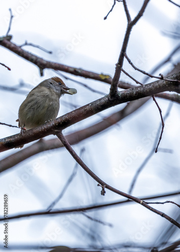 Photography Blackcap (Sylvia atricapilla) - Found throughout Europe, western Asia & parts of