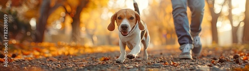 A vet and a joyful beagle play fetch in a sunny park, the dog's tail wagging enthusiastically