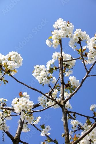 Cherry blossom branch with beautiful white blossoms symbolizing spring and rebirth on blue sky © ChiccoDodiFC