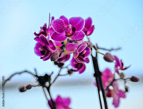 High resolution Isolated close up macro image of a beautiful blooming orchid flower- Israel 