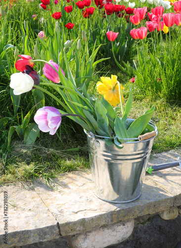 tin bucket of freshly picked tulips from the field in springtime