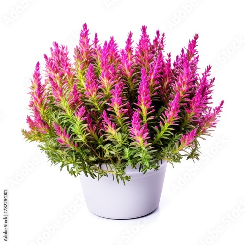 Flowering Heather Plant, Erica Flowers, Gardener Heather