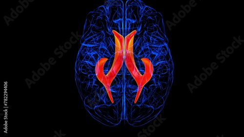 Brain lateral ventricle Anatomy For Medical Concept 3D rendering