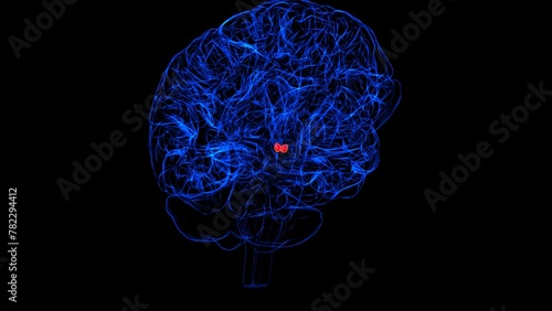 Brain Mammillary body Anatomy For Medical Concept 3D rendering photo