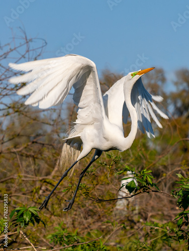 great egret taking off from a tree branch to fly showing its breeding plumage