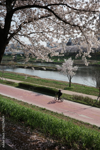 blossom in spring