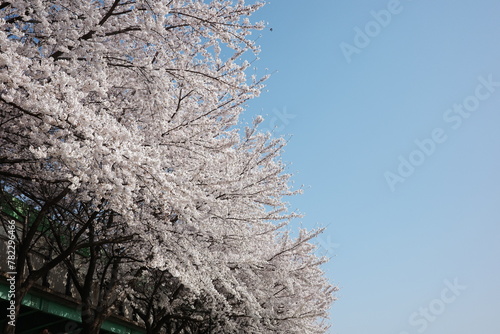 branches of a cherry blossom tree