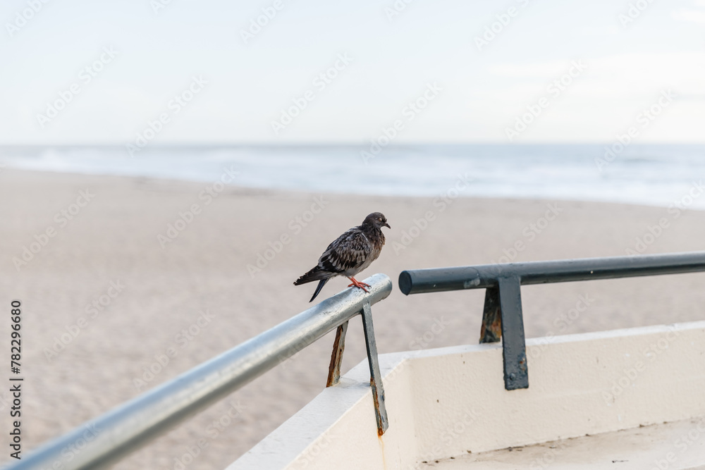 Pigeon sleeping on Povoa de Varzim beach, Portugal