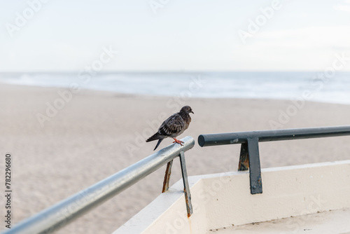 Obraz na płótnie Pigeon sleeping on Povoa de Varzim beach, Portugal w salonie
