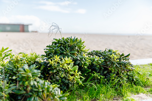 Obraz na płótnie seaside vegetation on the beach in autumn at Povoa de Varzim beach, Portugal w salonie