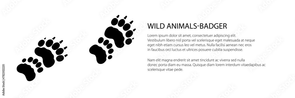 Banner of track of forest animal, trace of animal European badger, vector illustration Banner of track of forest animal, trace of animal European badger, vector illustration