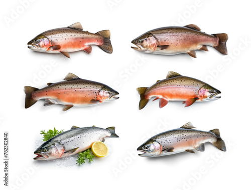 Raw trout isolated. Fresh cutthroat, steelhead fish, whole rainbow trout, trutta, fario