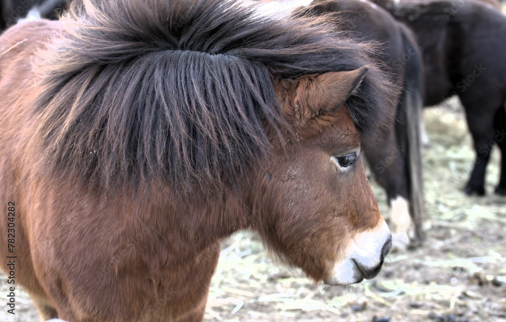 brown pony with white muzzle and black mane close-up brown pony with white muzzle and black mane close-up