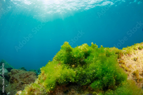 Fototapeta Naklejka Na Ścianę i Meble -  Green algae on the rocks of the reef with the blue and the sunlight shining on the ocean. 