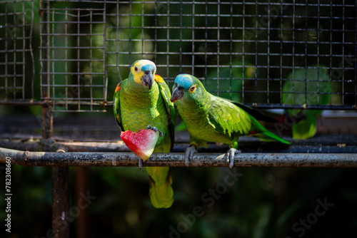 Two parrots enjoy a piece of watermelon in a bird aviary to protect animal life.