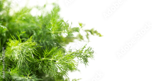 Dill aromatic fresh herbs. Bunch of fresh green dill close up, condiments. Vegetarian food, organic. Anethum graveolens macro shot, over white background 