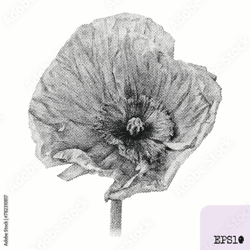 Poppy flower. Spring plant. Graphic ink drawing, pointillism technique