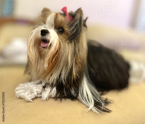 yorkshire terrier portrait