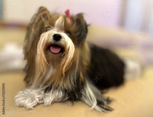 yorkshire terrier portrait