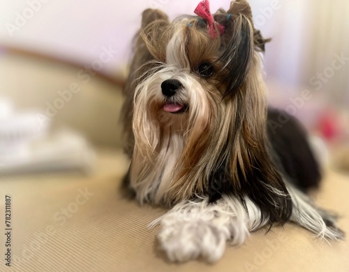 yorkshire terrier puppy