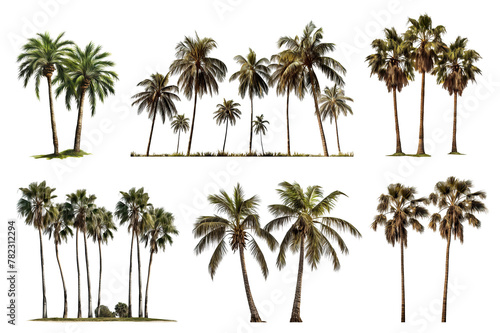 Set of tropical palm trees  cut out