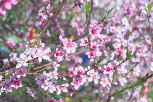 Peach flowers in early spring. Prunus persica in bloom in an orchard.