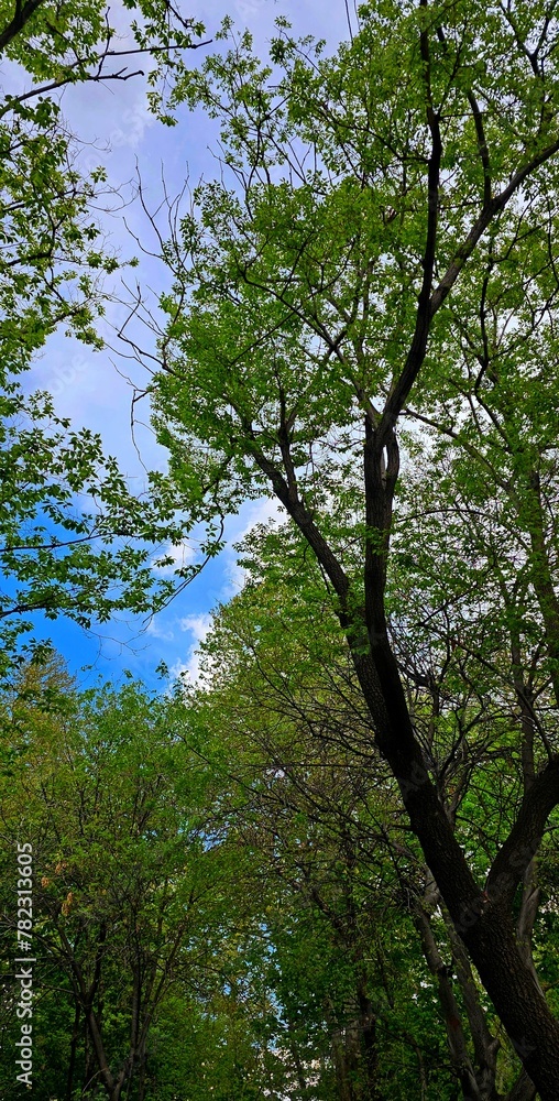 Fototapeta premium Tranquil Canopy: Detailed Trees Against Blue Sky