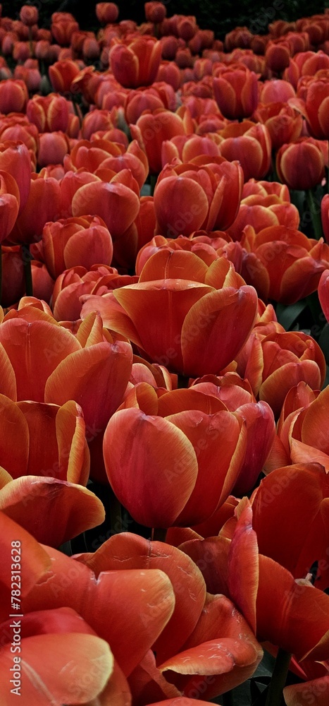 Obraz premium Tulip Garden in Tehran, Iran on a Sunny Day