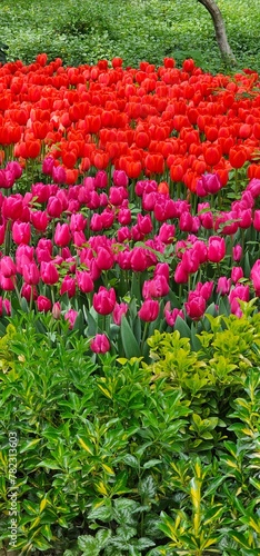 Tulip Garden in Tehran, Iran on a Sunny Day