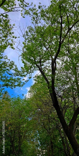Tranquil Canopy: Detailed Trees Against Blue Sky