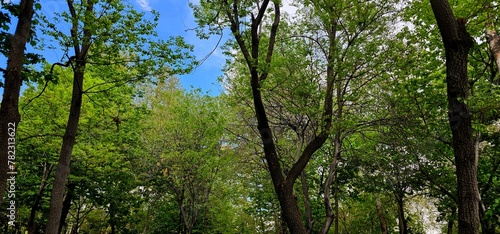 Tranquil Canopy: Detailed Trees Against Blue Sky