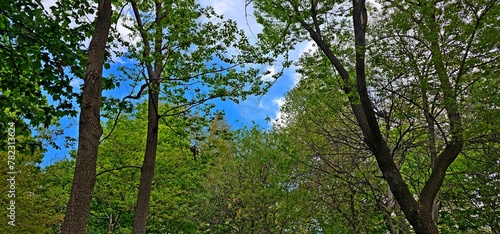 Tranquil Canopy: Detailed Trees Against Blue Sky