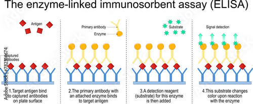 Enzyme-linked immunosorbent assay. The steps of A sandwich ELISA test