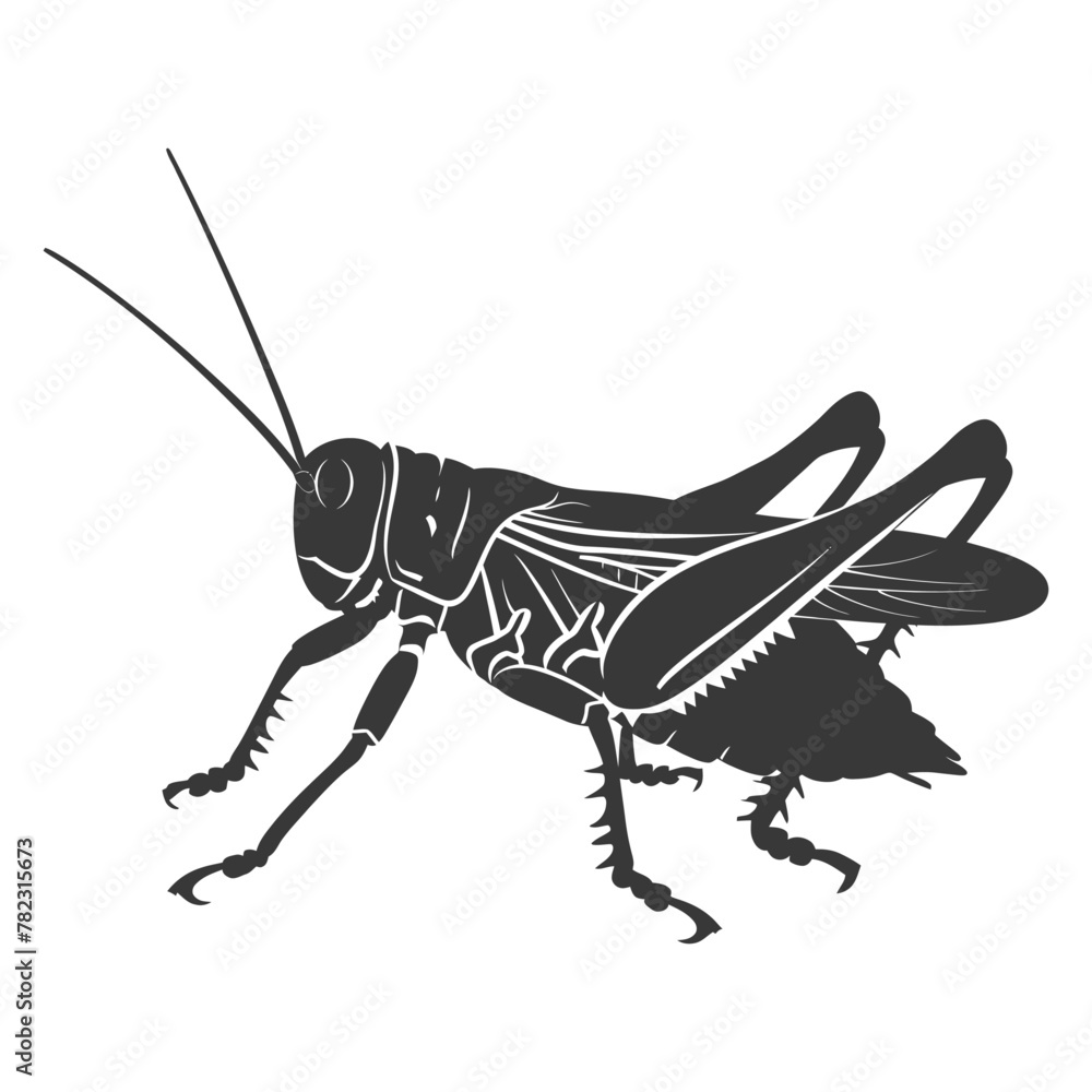 Fototapeta premium Silhouette grasshopper Insect animal black color only