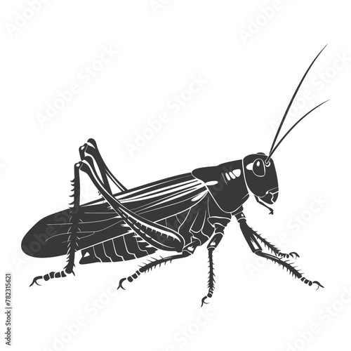 Silhouette grasshopper Insect animal black color only