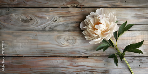 Top view of white rose flower on white wood background for mockup display Tender and soft white peonies on scratched wood textured table
