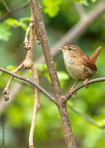 Photography European Wren (Troglodytes troglodytes) - Found across Europe & parts of Asia