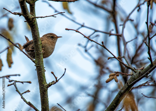 Photography European Wren (Troglodytes troglodytes) - Found across Europe & parts of Asia