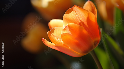 Zbliżenie na kwiat tulipana